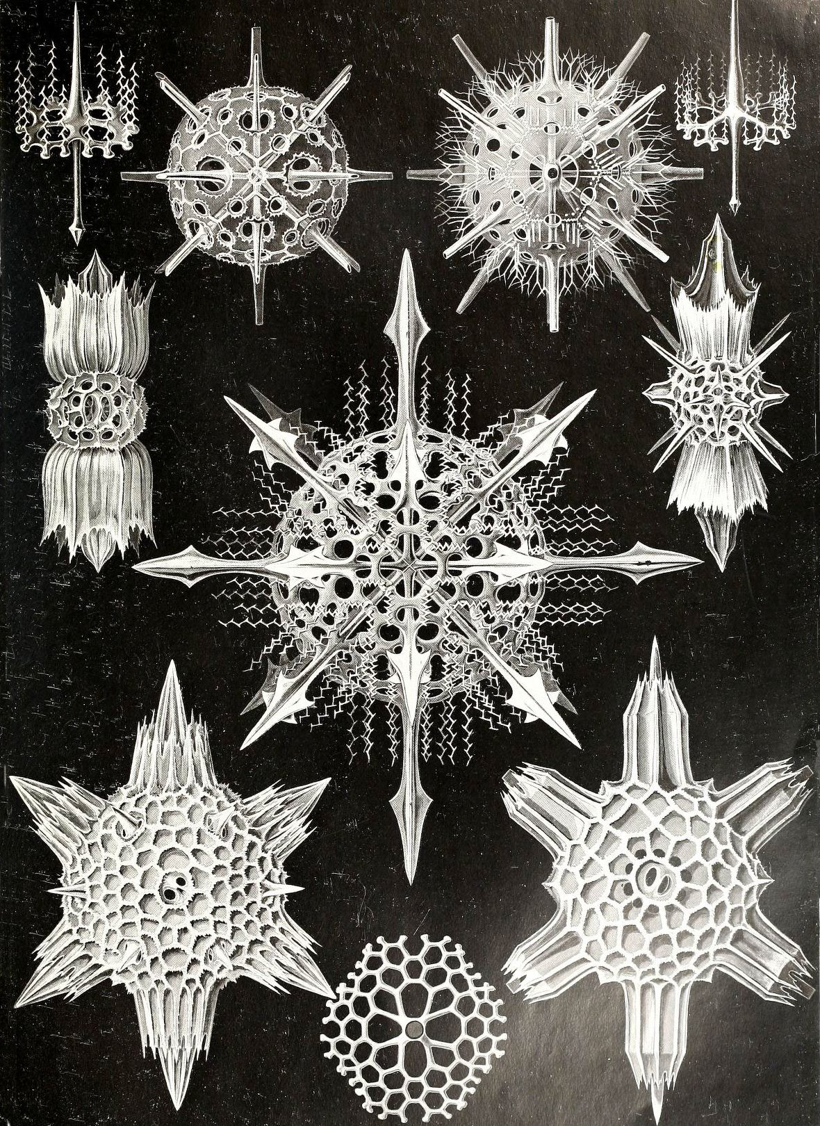 Strahlentierchen (Radiolarien) aus "Kunstformen der Natur" von Ernst Haeckel, 1904